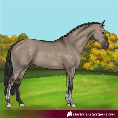 Horse Color:Brown Dun Tobiano 