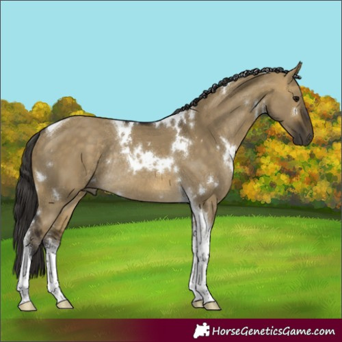 Horse Color:White Spotted Buckskin Dun Tobiano Rabicano 