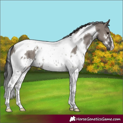 Horse Color:White Spotted Grullo Tobiano