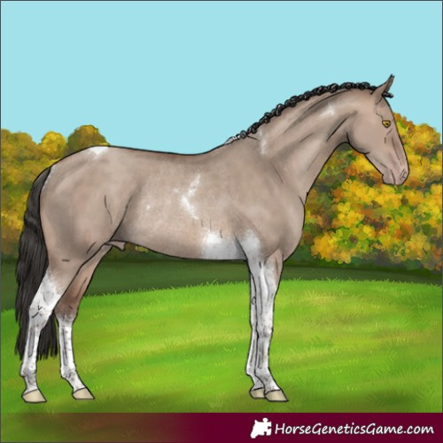 Horse Color:Sable Champagne Dun Tobiano Rabicano 