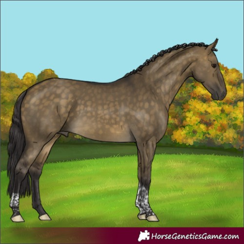Horse Color:Buckskin Dun Tobiano Rabicano