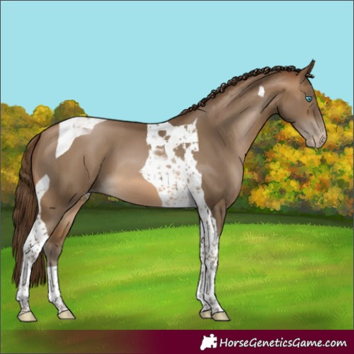 Horse Color:Gray Buckskin Pearl Tobiano