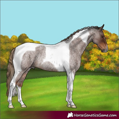 Horse Color:Gray Liver Red Roan Tobiano Rabicano 