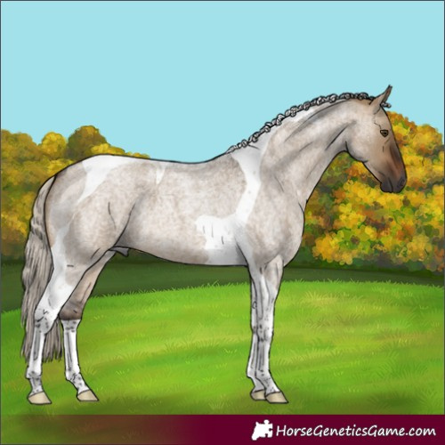 Horse Color:Gray Silver Bay Roan Dun Tobiano 