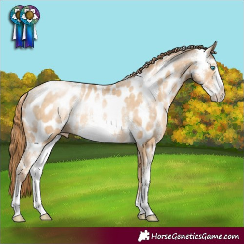 Horse Color:Buckskin Pearl Sabino Near Leopard Rabicano