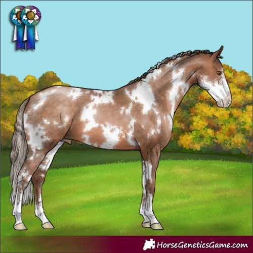 Horse Color:White Spotted Brown Pearl Sabino 
