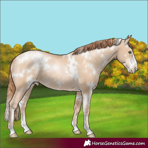 Horse Color:White Spotted Smoky Black Pearl Sabino