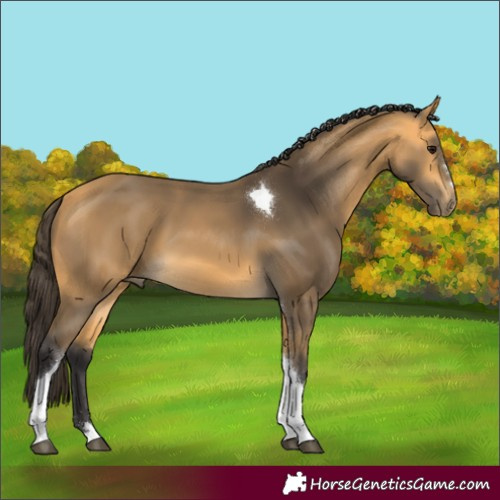 Horse Color:Buckskin Tobiano 