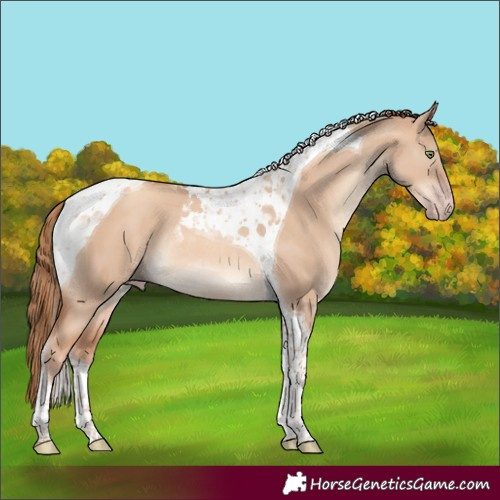 Horse Color:Gold Champagne Dun Tobiano Rabicano 