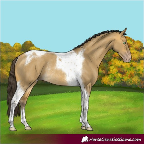 Horse Color:Sable Cream Champagne Dun Tobiano Rabicano