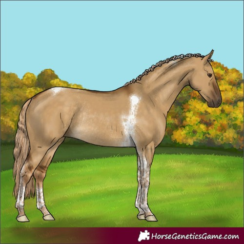 Horse Color:Chocolate Palomino Dun Tobiano Rabicano 