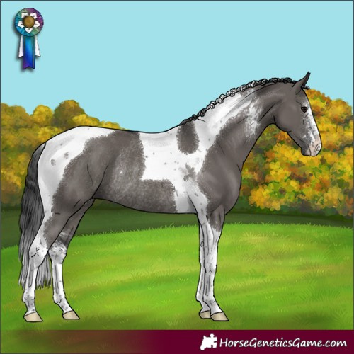 Horse Color:Grullo Sabino Tobiano Rabicano