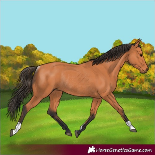 Horse Color:Bay Rabicano 
