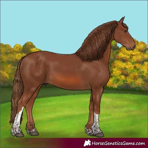 Horse Color:Chestnut Tobiano 
