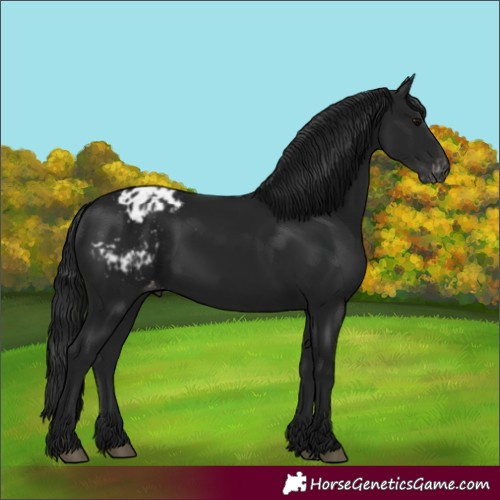 Horse Color:Unknown 