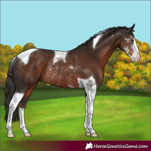 Horse Color:Liver Chestnut Sabino Tobiano Rabicano