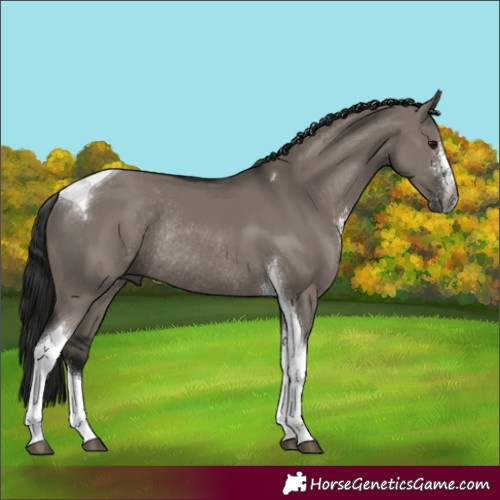 Horse Color:Gray Grullo Sabino Tobiano Rabicano 