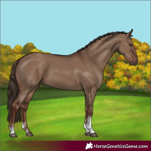 Horse Color:Liver Red Dun Sabino Tobiano Rabicano 