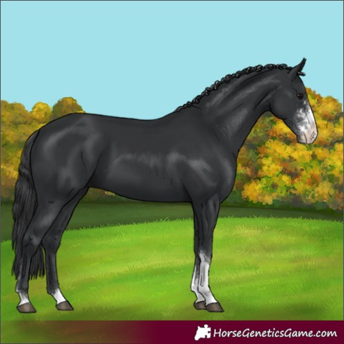 Horse Color:Black Sabino Tobiano Rabicano 