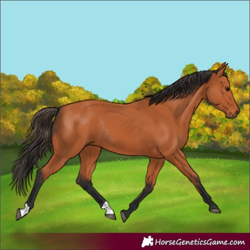 Horse Color:Bay Rabicano 