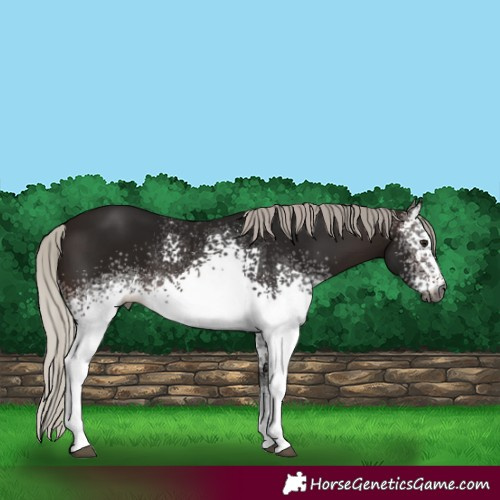 Horse Color:Gray White Spotted Silver Brown 