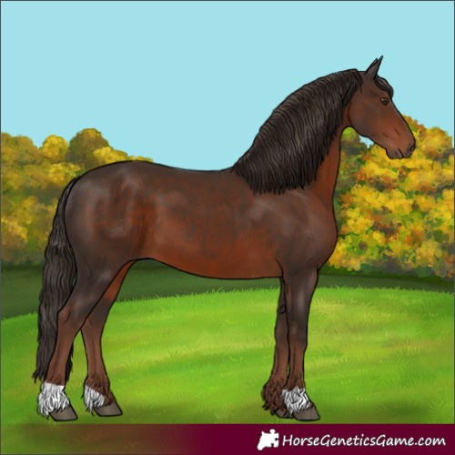 Horse Color:Liver Chestnut