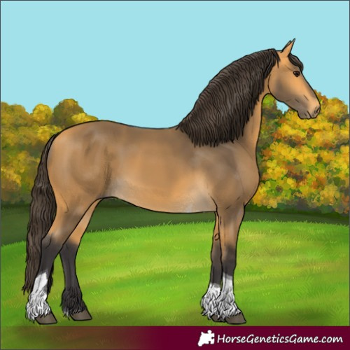 Horse Color:Buckskin Tobiano