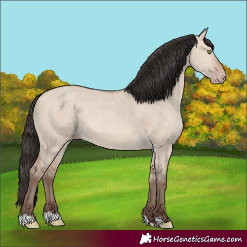 Horse Color:Unknown