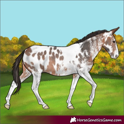 Horse Color:White Spotted Bay Tobiano Near Leopard Rabicano