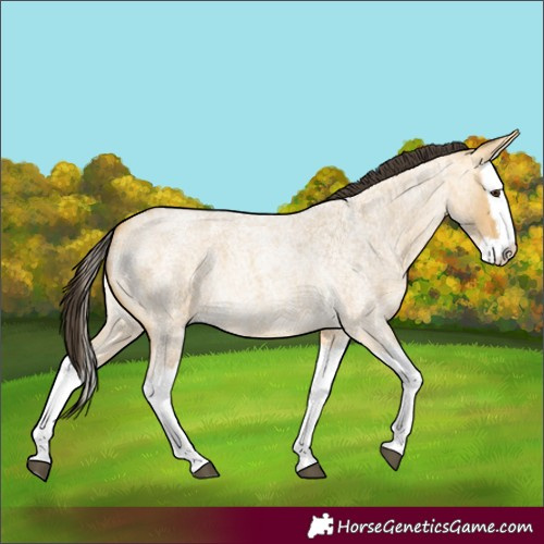 Horse Color:Buckskin Roan Dun Splash 