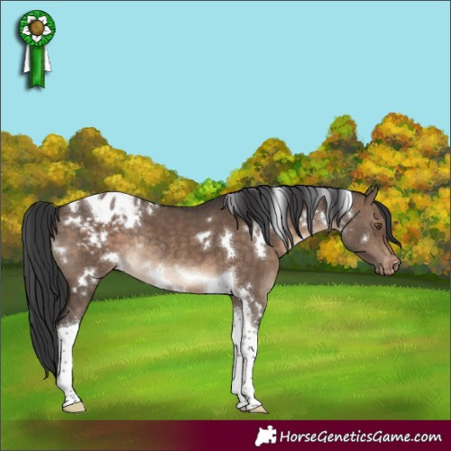 Horse Color:White Spotted Brown Dun Tobiano Blanket Rabicano 