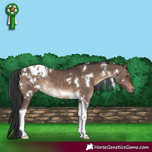 Horse Color:White Spotted Brown Dun Tobiano Blanket Rabicano
