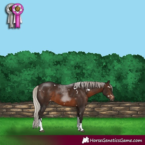 Horse Color:Gray White Spotted Silver Bay Tobiano Varnish