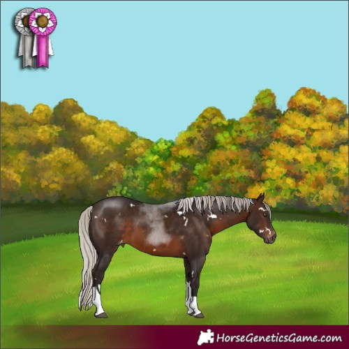 Horse Color:Gray White Spotted Silver Bay Tobiano Varnish 