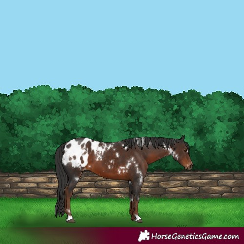 Horse Color:Gray White Spotted Liver Chestnut Blanket 