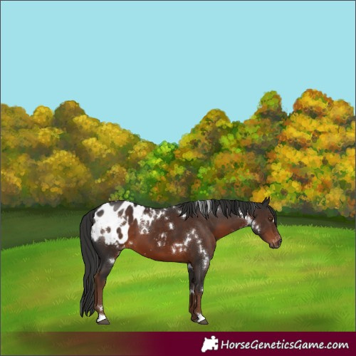 Horse Color:Gray White Spotted Liver Chestnut Blanket