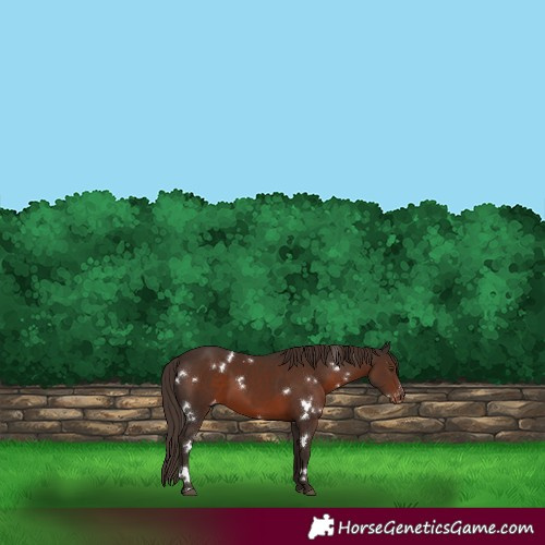 Horse Color:White Spotted Liver Chestnut Varnish