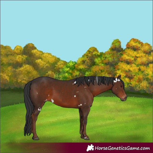 Horse Color:Gray White Spotted Liver Chestnut Varnish 