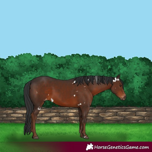 Horse Color:Gray White Spotted Liver Chestnut Varnish 