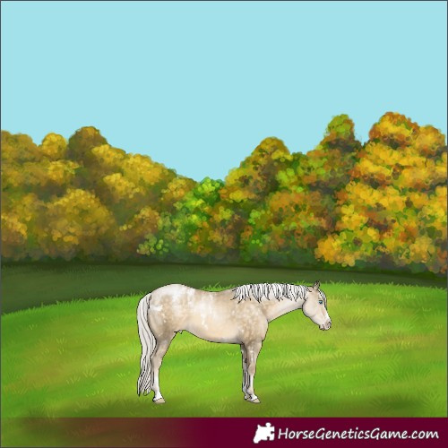 Horse Color:Powder White White Spotted Silver Buckskin Pearl Frame Varnish 