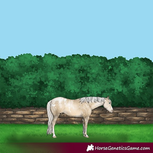Horse Color:Powder White White Spotted Silver Buckskin Pearl Frame Varnish