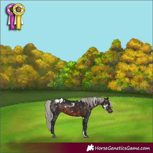 Horse Color:Powder White Gray White Spotted Silver Brown Snowflake Varnish