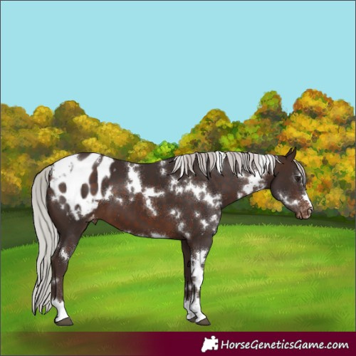Horse Color:White Spotted Silver Brown Varnish 