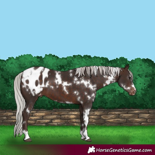 Horse Color:White Spotted Silver Brown Varnish 