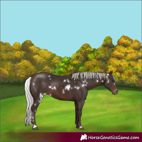 Horse Color:White Spotted Silver Brown Varnish