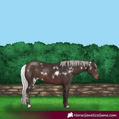 Horse Color:White Spotted Silver Brown Varnish