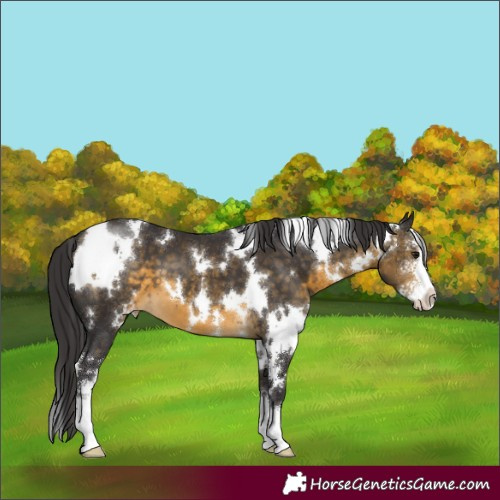 Horse Color:White Spotted Buckskin Sabino Varnish