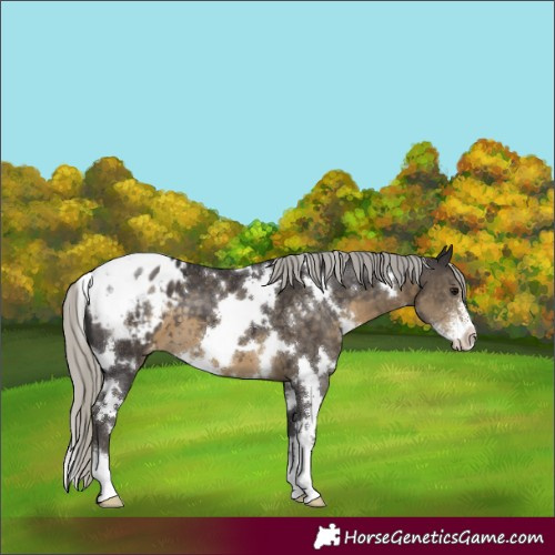 Horse Color:White Spotted Silver Smoky Black Sabino Varnish