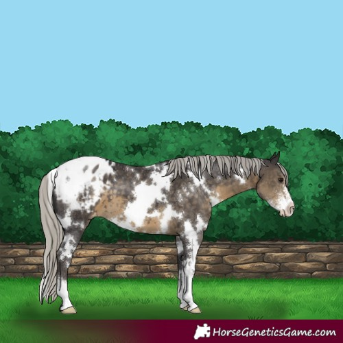 Horse Color:White Spotted Silver Smoky Black Sabino Varnish 