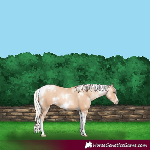 Horse Color:White Spotted Silver Sable Champagne Pearl Tobiano Frame Varnish 